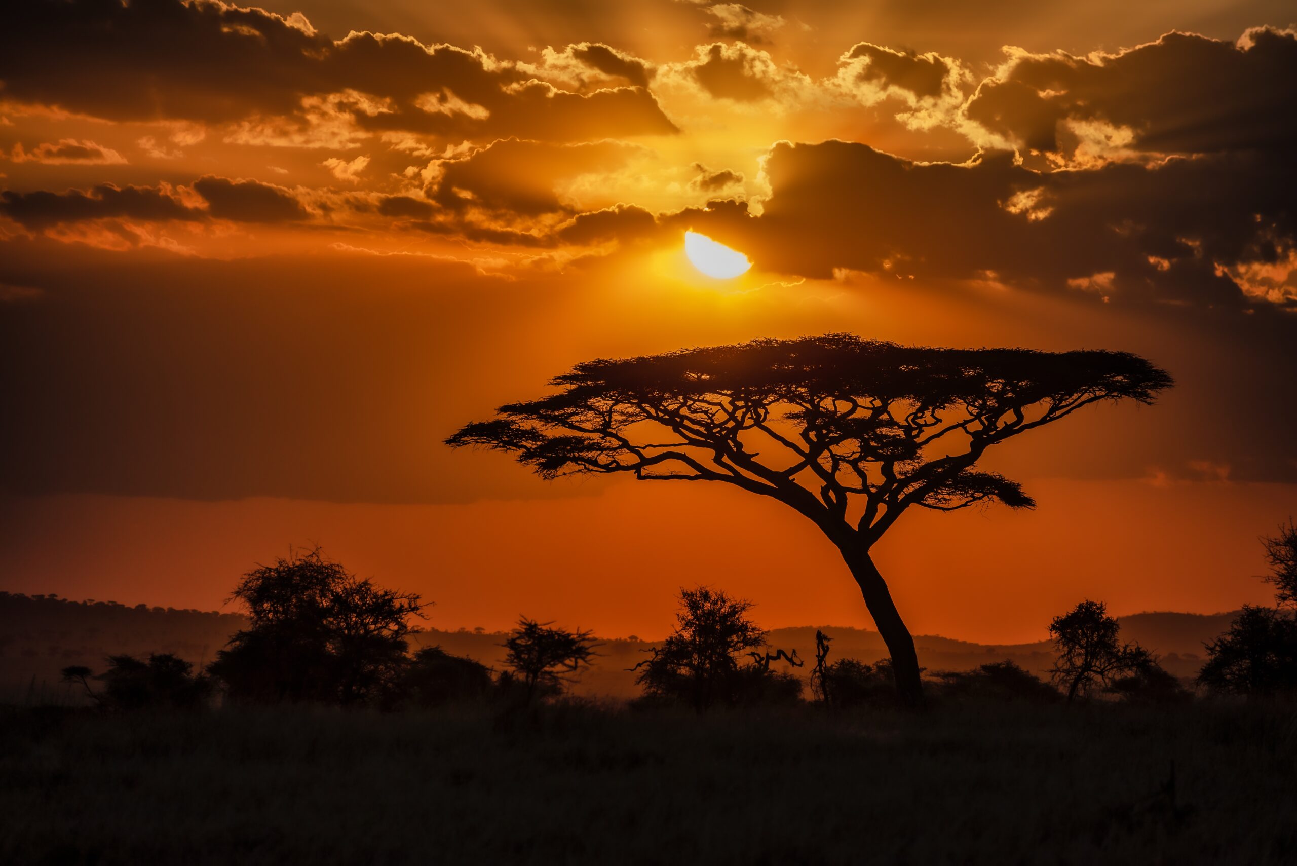 The mesmerizing view of the silhouette of a tree in the savanna plains during sunset