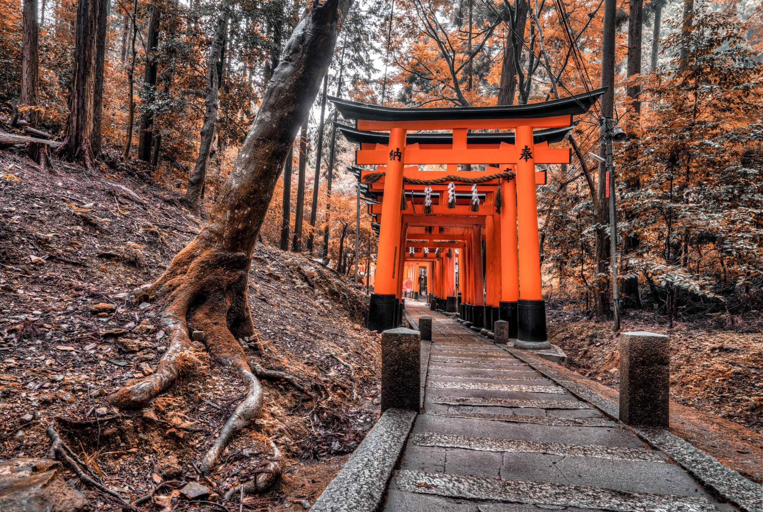 forest-with-japanese-structure